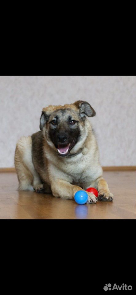 Собака Герда купить на Зозу.ру - фотография № 2