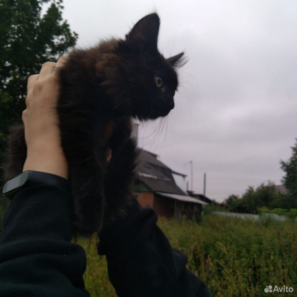 Котенок купить на Зозу.ру - фотография № 10