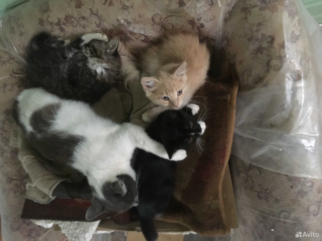Котейки ищут заботливых друзей купить на Зозу.ру - фотография № 2