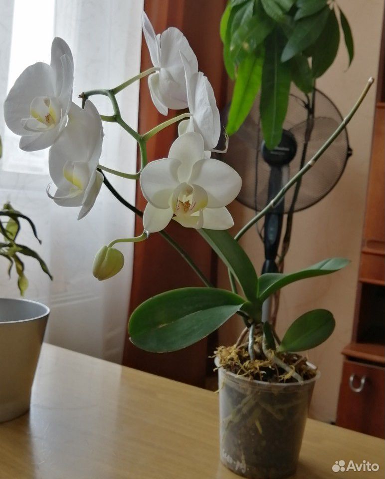 Орхидея белая купить на Зозу.ру - фотография № 2