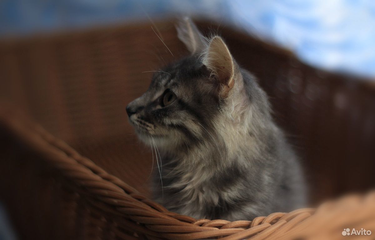 Котенок, дымчатый, пушистый, девочка, 3 месяца купить на Зозу.ру - фотография № 5