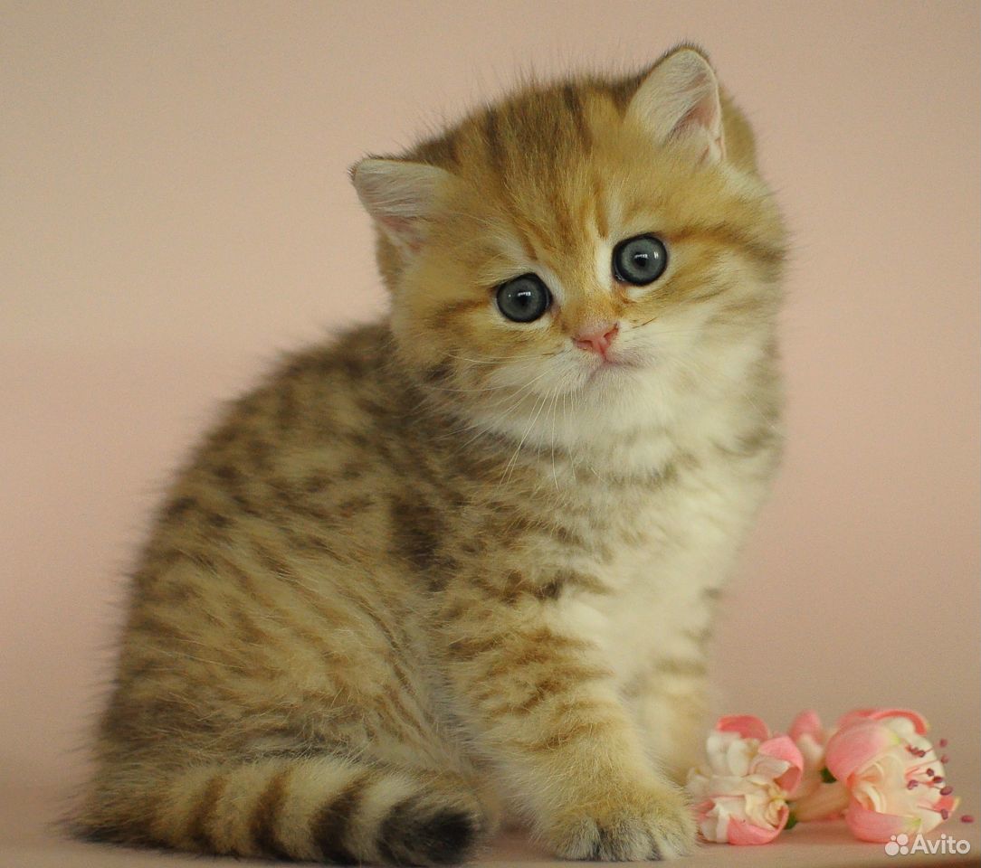 Британский котик золотистый пятнистый купить на Зозу.ру - фотография № 2