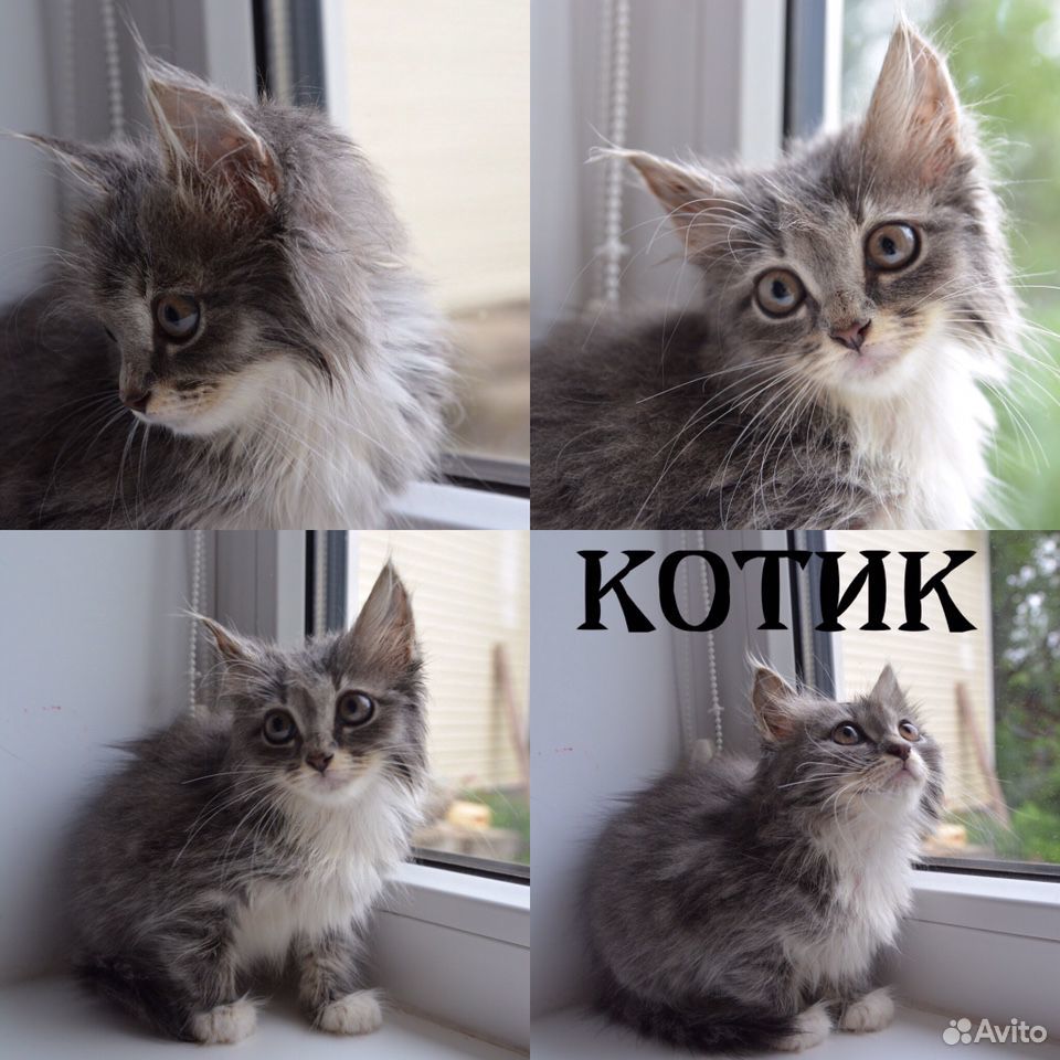 Милые котята в добрые руки купить на Зозу.ру - фотография № 6