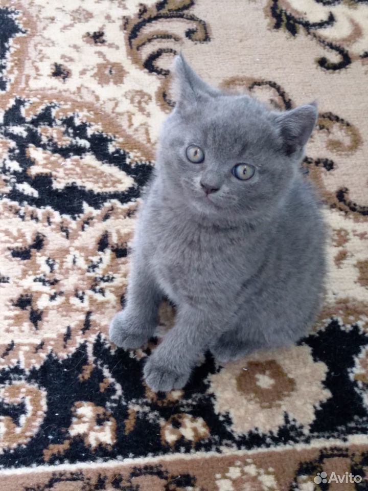 Шотландские голубые котята купить на Зозу.ру - фотография № 2