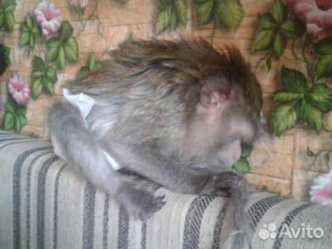 Яванская взрослая ручная обезьянка купить на Зозу.ру - фотография № 3
