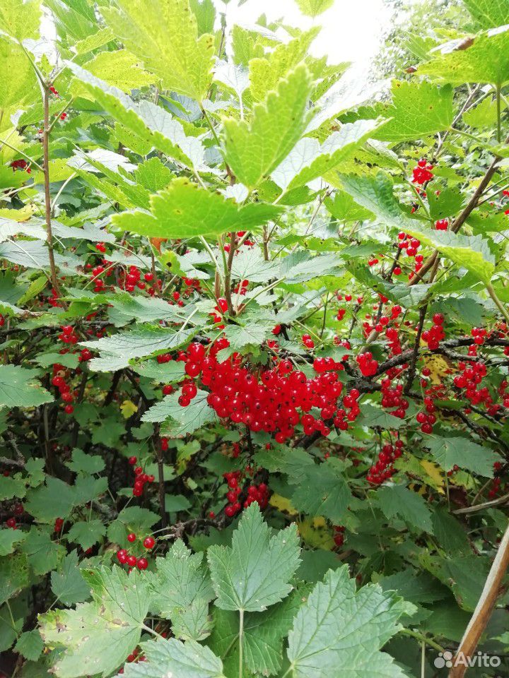 Смородина красная (ягода) купить на Зозу.ру - фотография № 2