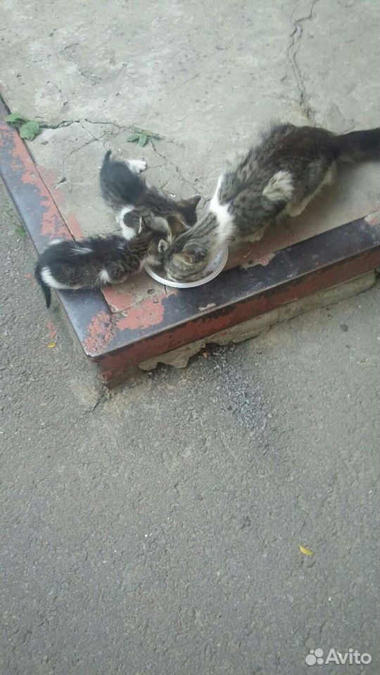 Отдадим в хорошие руки двух бездомных котят, мальч купить на Зозу.ру - фотография № 1