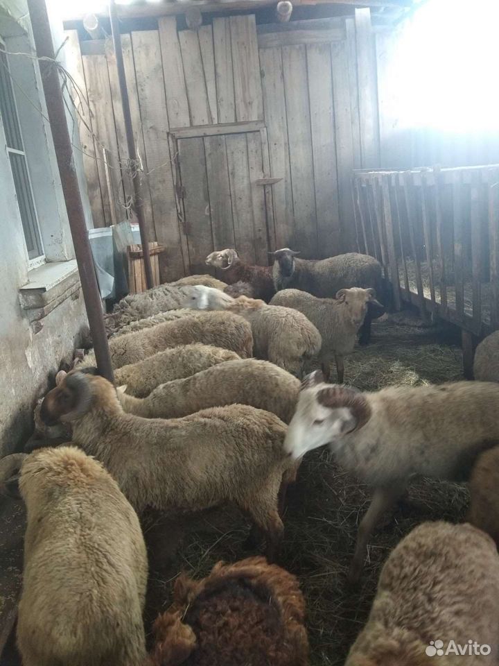Баран-овцы купить на Зозу.ру - фотография № 8