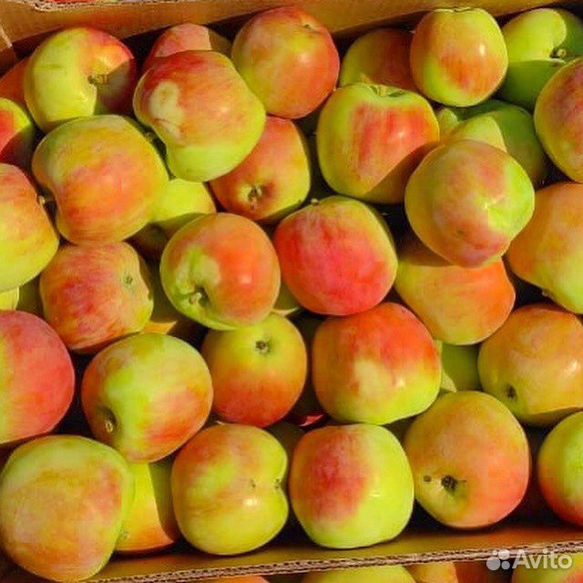 Яблоки Пирос купить на Зозу.ру - фотография № 2