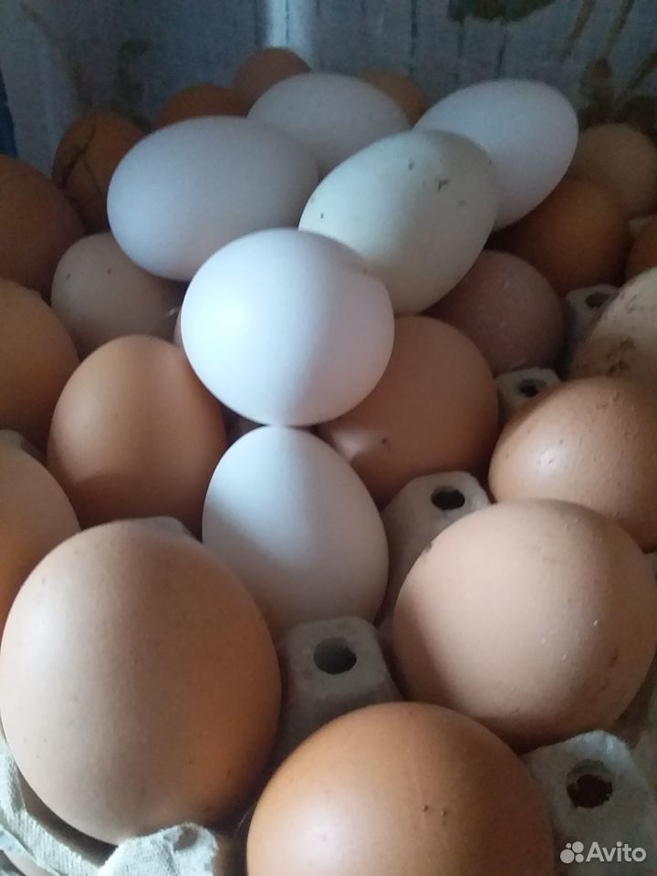 Яйца продам купить на Зозу.ру - фотография № 1