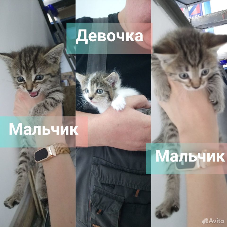 Котятки в добрые руки купить на Зозу.ру - фотография № 1