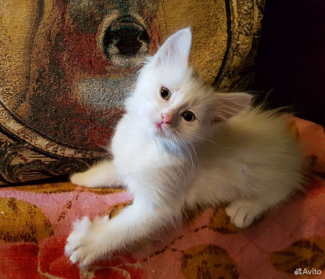 Котенок в добрые руки (девочка) 1,5 месяца купить на Зозу.ру - фотография № 1