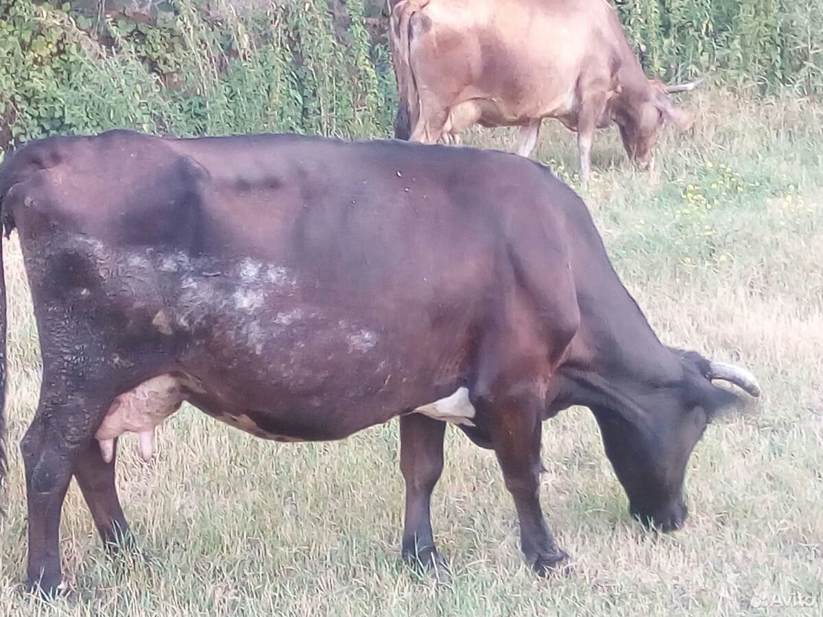 Коровы, телки купить на Зозу.ру - фотография № 2