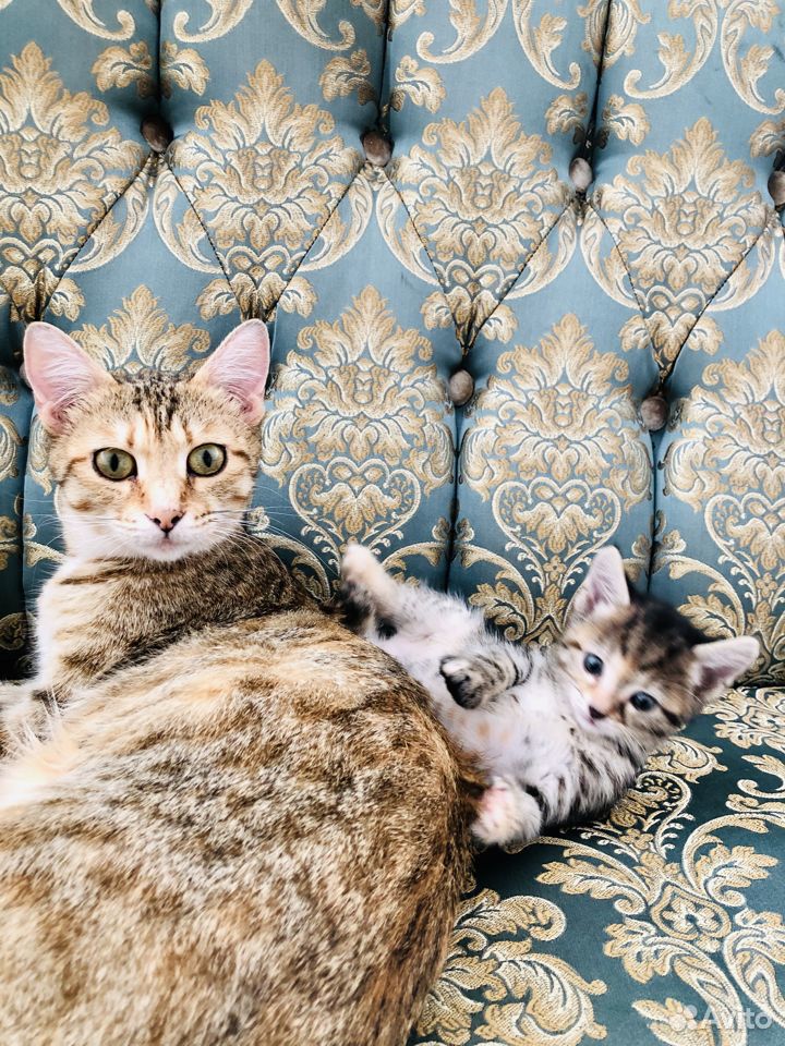 Очаровательные котята купить на Зозу.ру - фотография № 7