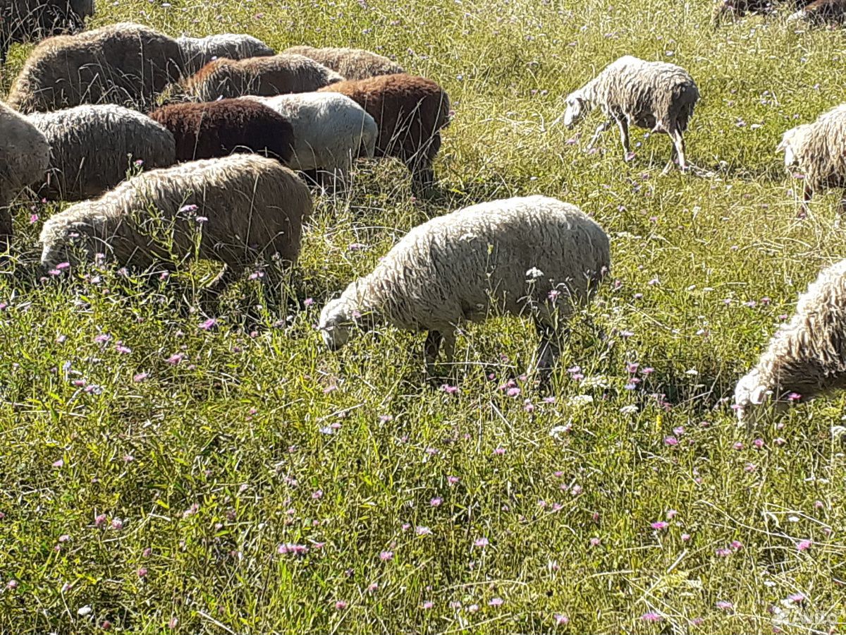 Овцы,ягнята,бараны купить на Зозу.ру - фотография № 4