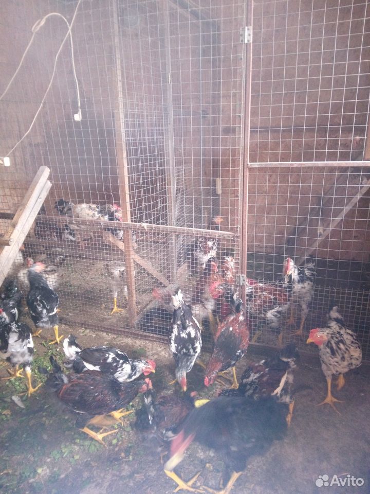 Джерсийский гигант, барбезье, кучинские, ливенские купить на Зозу.ру - фотография № 3