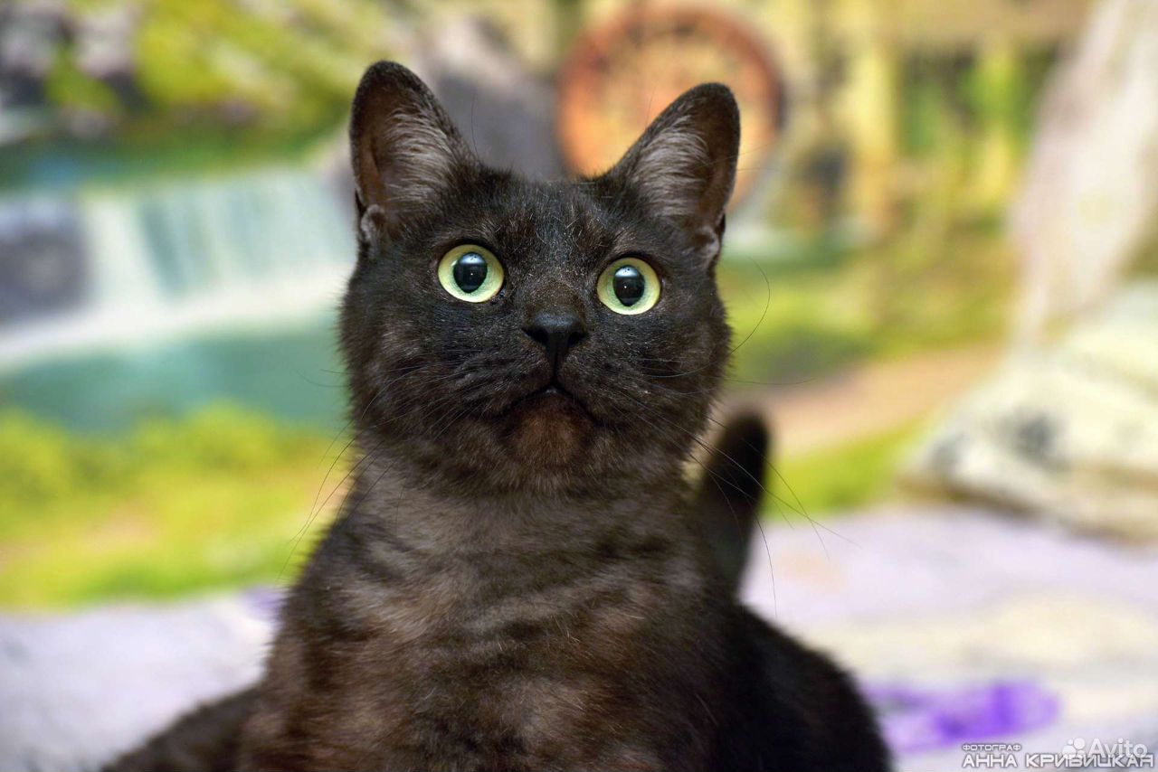 Ласковый котик окраса "черный дым" - Барт купить на Зозу.ру - фотография № 2