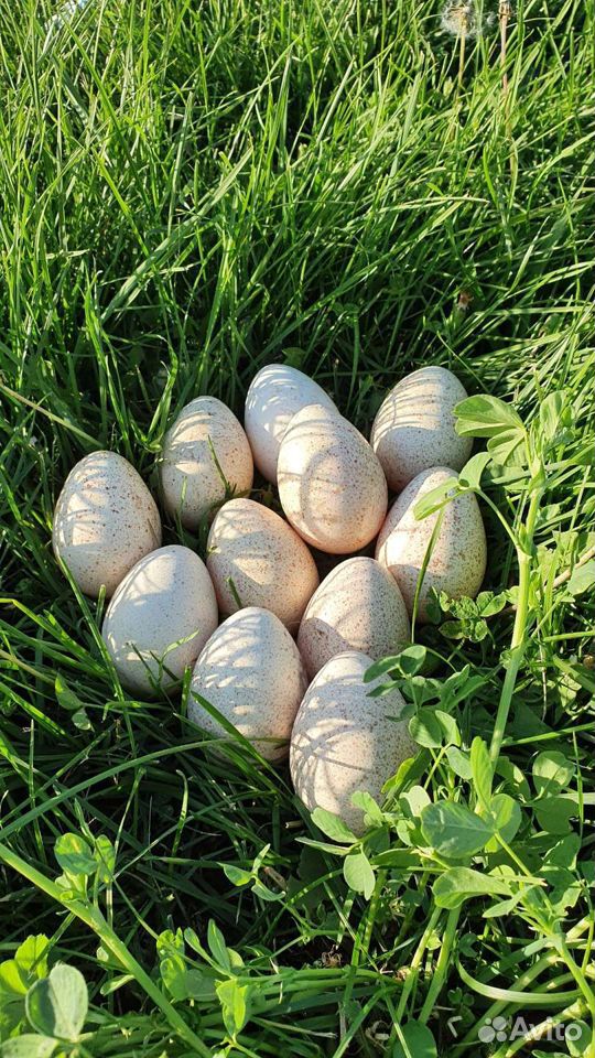 Яйцо индейки индюшки домашнее деревенское индюшино купить на Зозу.ру - фотография № 1