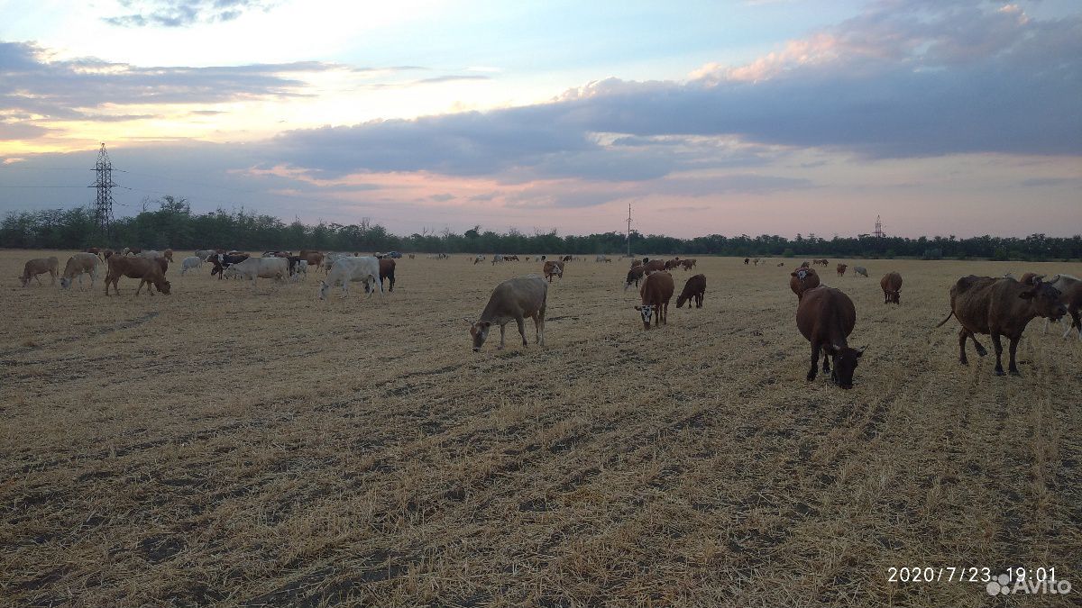 Животные:коровы купить на Зозу.ру - фотография № 5