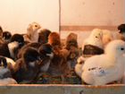 Цыплята и петухи :брамы,моск.черная,несушки помесь объявление продам