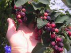 Саженцы декоративных плодовых ягодных растений зкс объявление продам