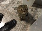 Котик ищет встречи с кошечкой объявление продам
