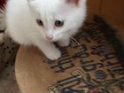 Белоснежный котенок ищет дом объявление продам