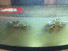 Водные красноухие черепахи объявление продам