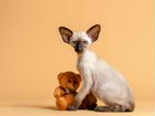 Шикарный сиамский котик объявление продам