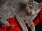 Котёнок метис русской голубой в дар объявление продам