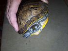 Аквариум с красноухими черепахами объявление продам