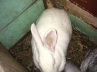 Кролики и крольчихи объявление продам