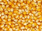 Кукуруза,кукуруза дробленная объявление продам