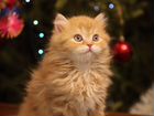 Котёнок шотландский длинношерстный(хайленд страйт) объявление продам