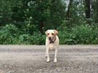 Собака лабрадор 5 лет, самка объявление продам