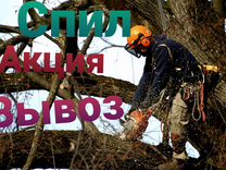 Снос деревьев фото. Спил деревьев курск. Спил деревьев кочевник. Спиленное дерево. Спил деревьев в курске.