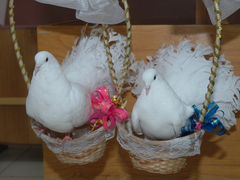 Пара белых почтовых голубей на свадьбу