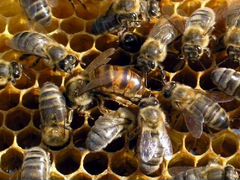 Продажа пчелиных семей, роев