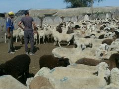 Бараны. Стадо овец ягнят 400голов