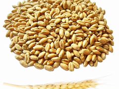 Продам Зерно пшеницу, кукурузу, ячмень, подсолнечн
