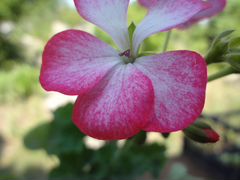 Комнатные цветы. Пеларгония Ягодная бело-розовая