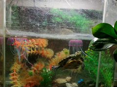 Черепашки с аквариумом