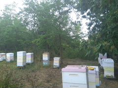 Пчелосемьи на высадку Пчелы пакеты
