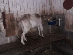 Альпийская Коза и 2годовалые козочки и 4 мес козли