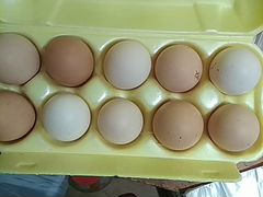 Инкубационное яйцо, цыплята