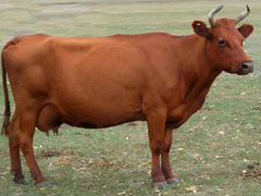 Высокодойные коровы красностепной породы