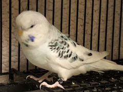 Выставочные волнистые попугаи чех (не волнистики)