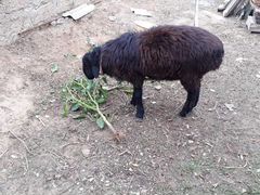 Курдючная овца