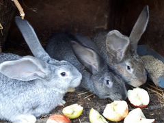 Кролики Фландеры