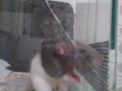 Крысята породы Дамба